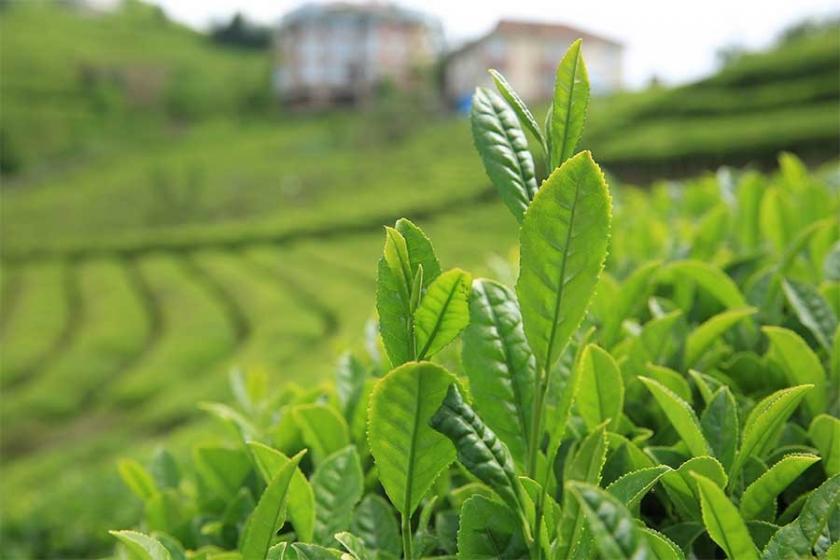 4500 lirayı bulan beyaz çay üretimi, talepleri karşılamadı