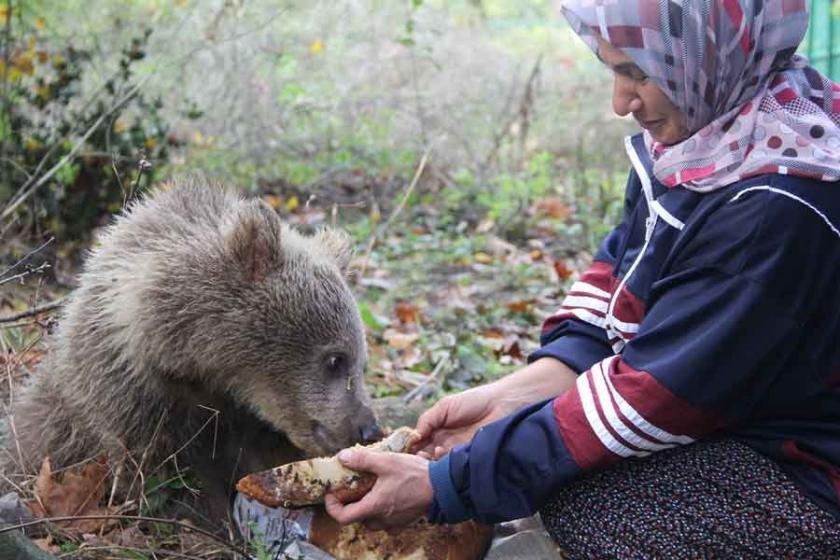 Yavru ayıları ballı ekmekle besliyor