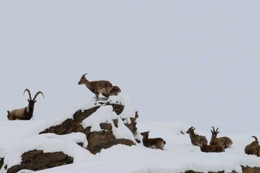 Dersim'de ‘Dağ keçileri koruma altına alınsın’ çağrısı