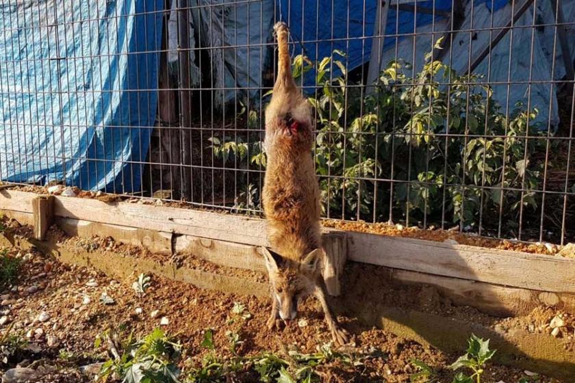 Yavru tilkinin kuyruğunu kestiler, ayaklarından tele astılar