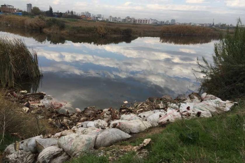 Adana'da at ve eşek kemikleri bulundu