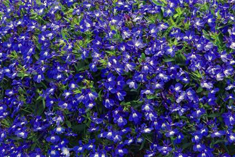 lobelia-riviera-blue-eyes-1.jpg