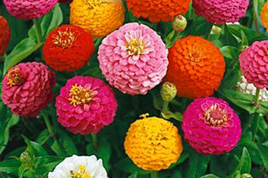 zinnia.jpg