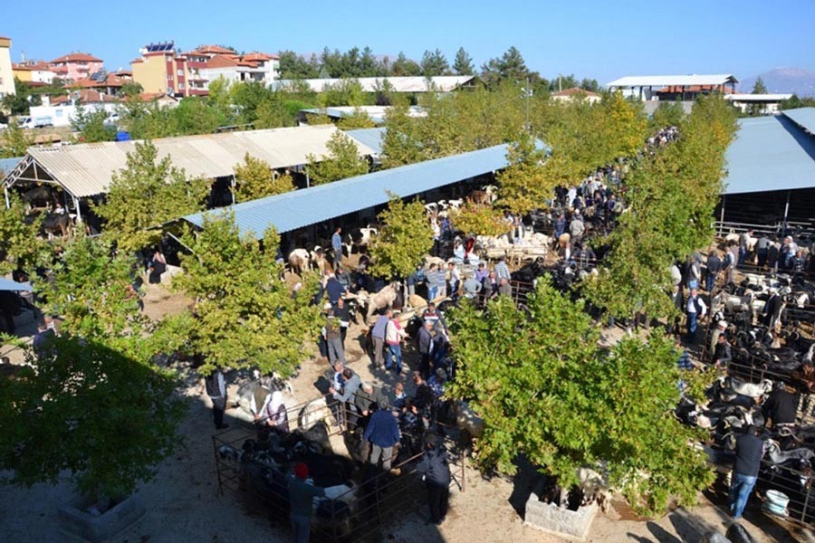 Denizli'deki 15 mahallede hayvanlar karantinaya alındı