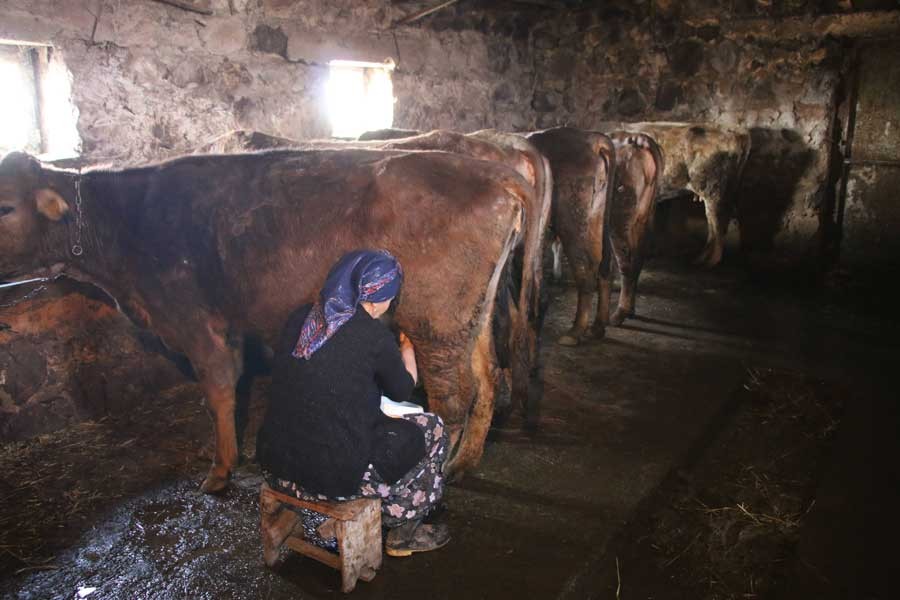 Sütte ‘peşin’ sömürü