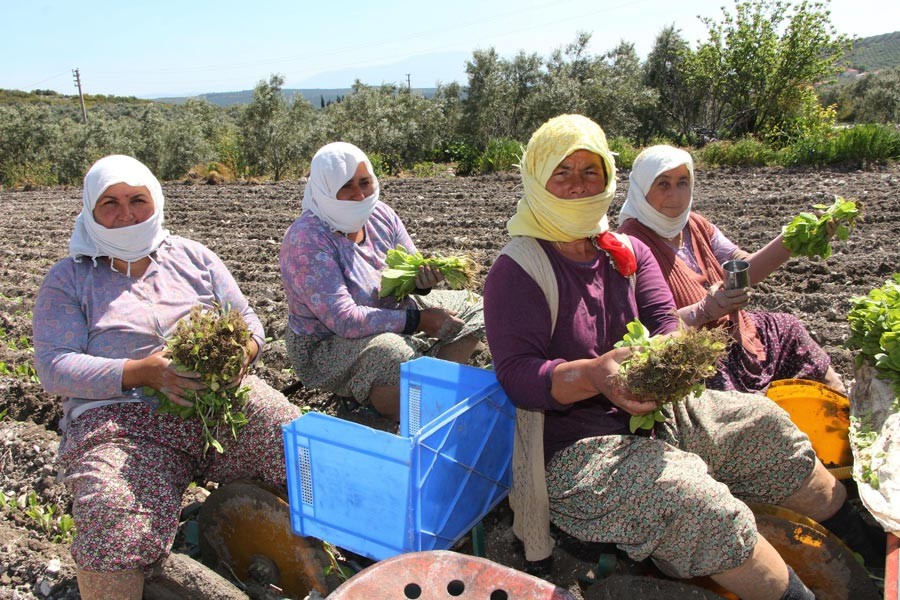 Manisalı tütün üreticileri zorda