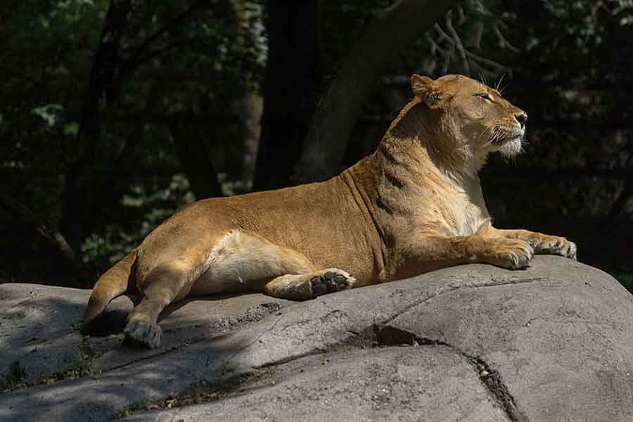 Almanya'da 2 aslan, 2 kaplan ve 1 jaguar hayvanat bahçesinden kaçtı