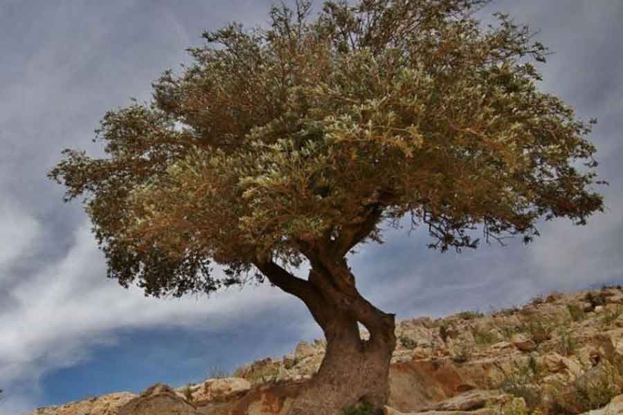 Zeytin ağacı