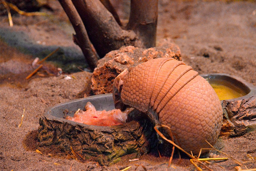 Antalya'ya armadillo geldi