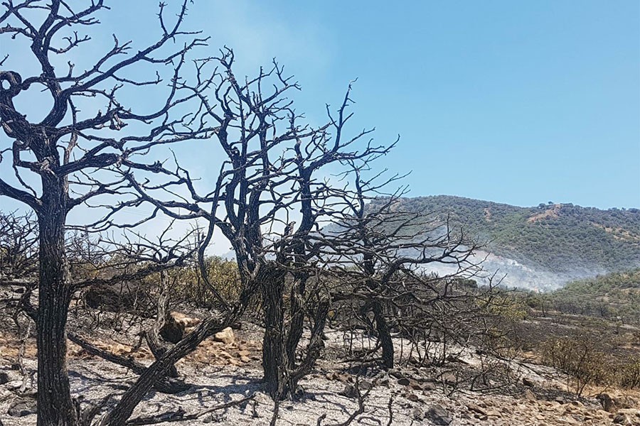 Dersim’de 3 gündür süren yangın söndürüldü