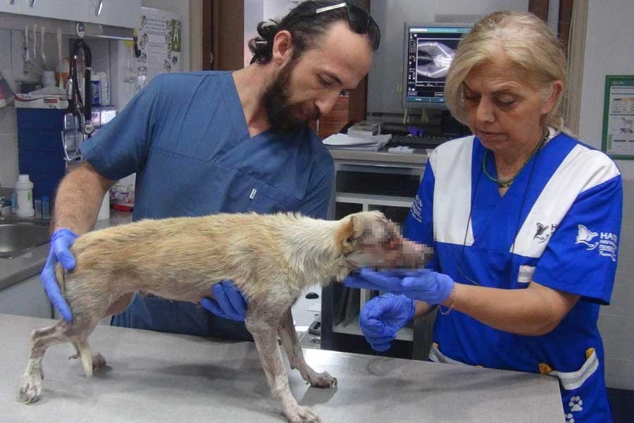 Erdek'te yüzü yakılan köpek, bir gözünü kaybetti