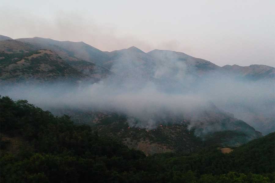 Dersim'deki yangından ötürü dağ keçileri bölgeden çıkıyor