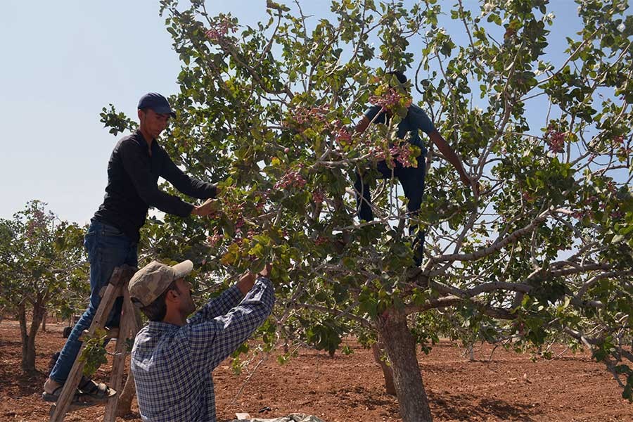 Urfa’da fıstık hasadı başladı: Gelir gideri karşılamıyor