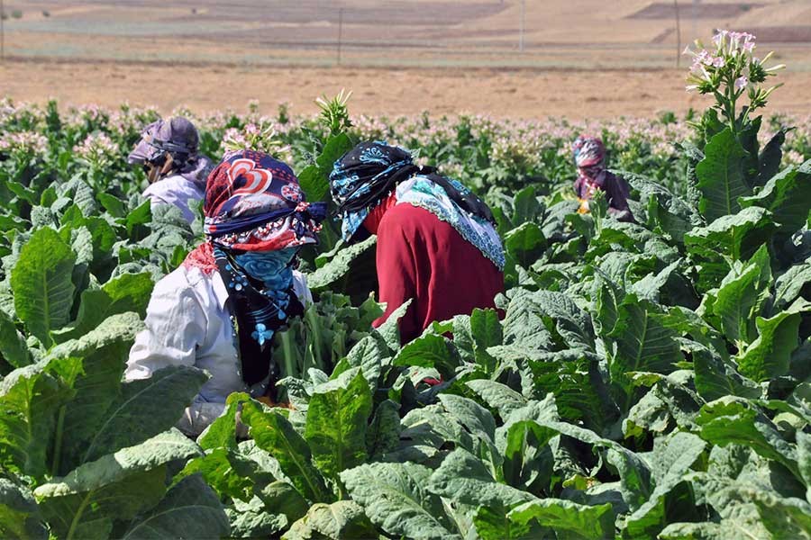 Köylü sözünü sandıkta söyledi!