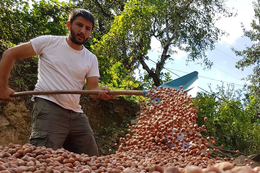 Levent Gök, Tarım Bakanı'na sordu: Fındık üretimi neden geriliyor?