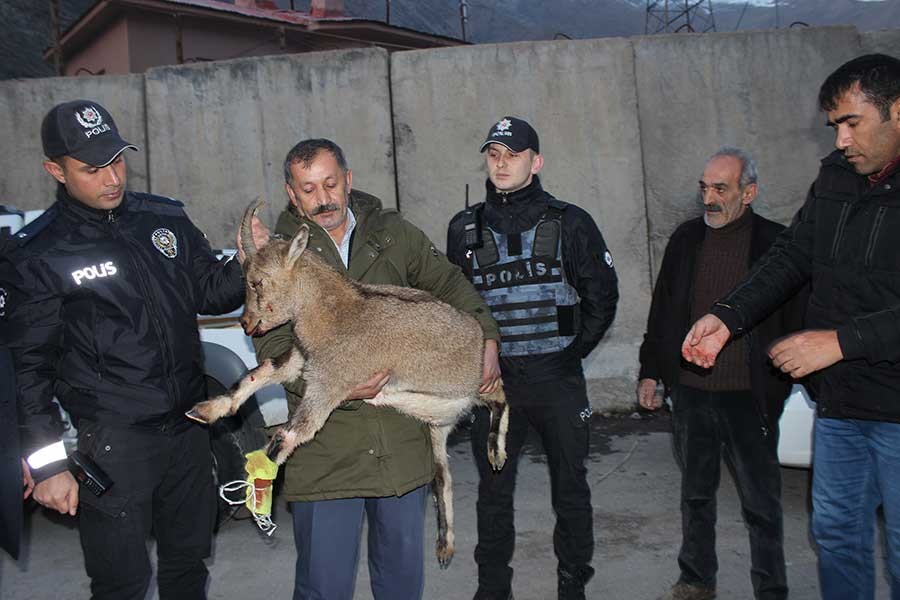 Çığın altında kalan dağ keçisinin iki bacağı kırıldı