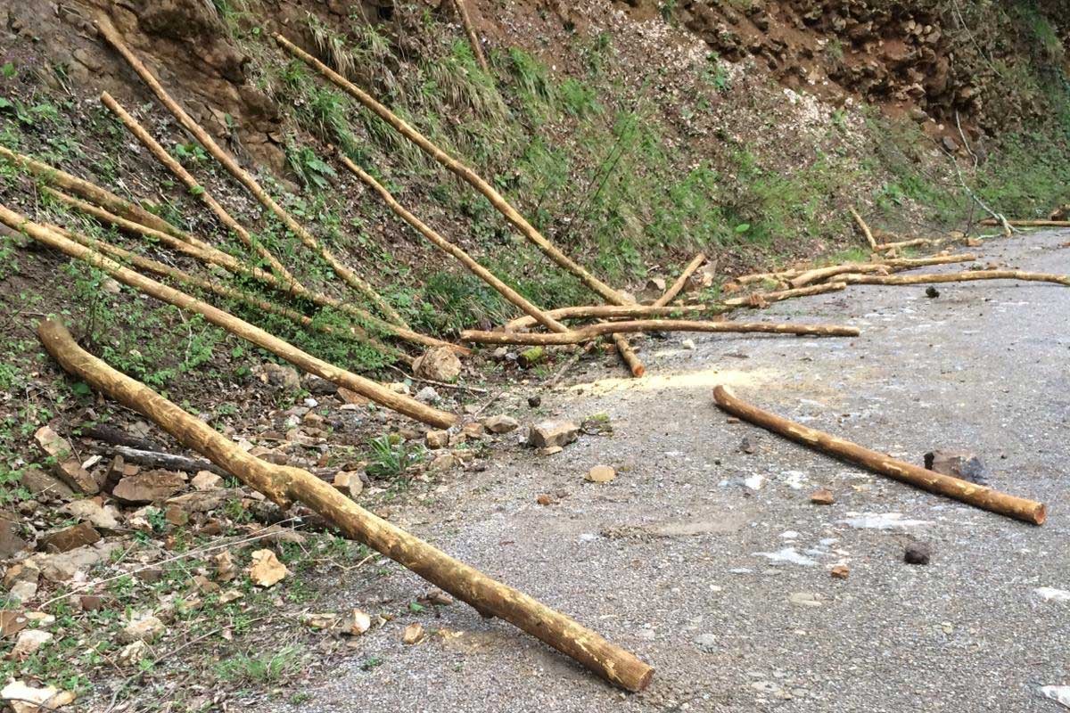 Bartın'da koruma altındaki ağaçları kesenler suçüstü yakalandı