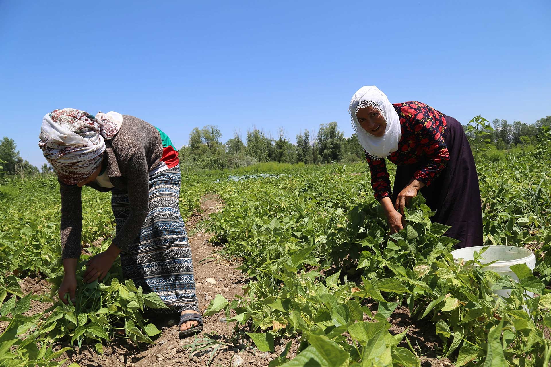 Fasulye üreticileri: Biz değil aracılar kazanıyor