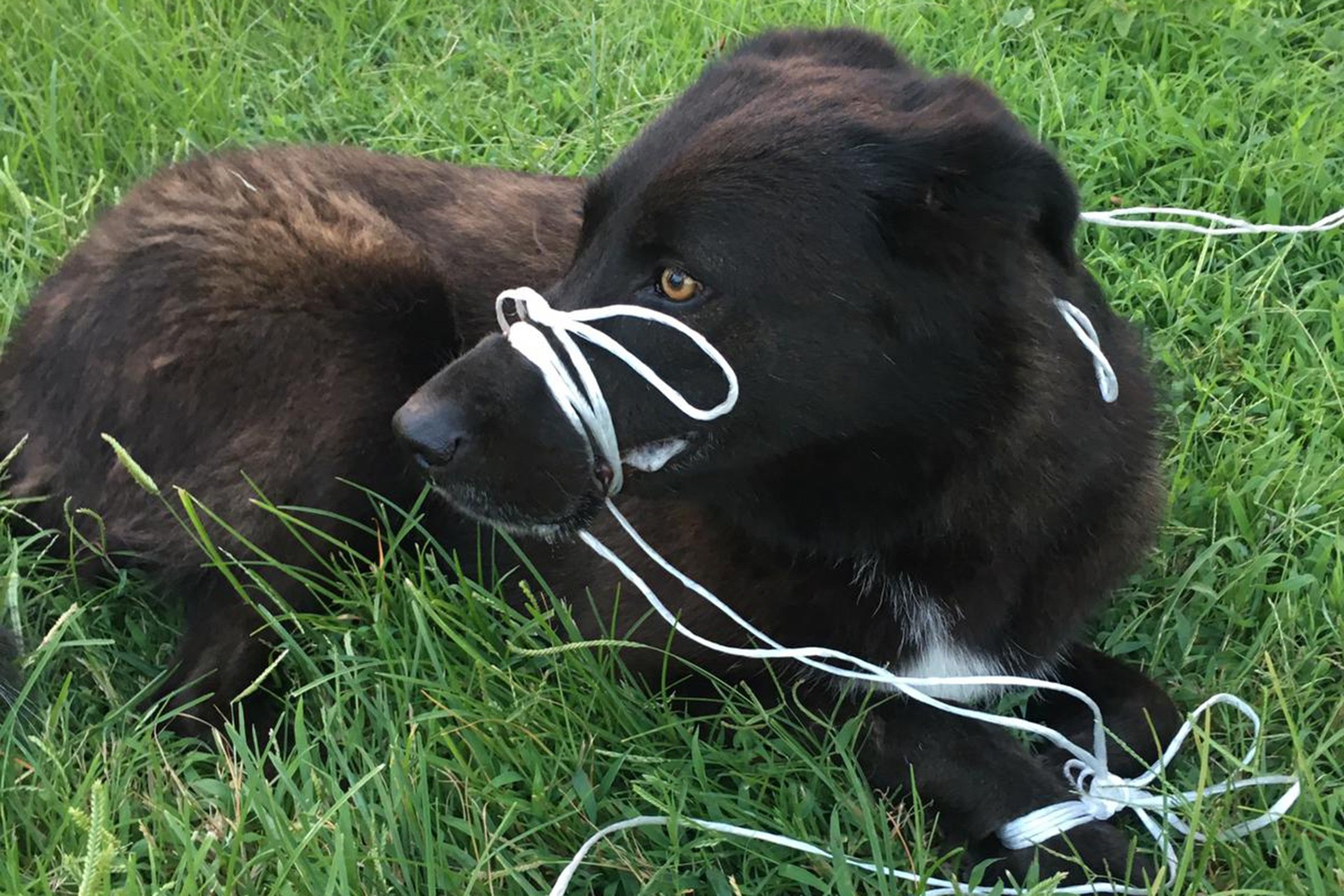 Köpeğin ayağını ve ağzını bağlayıp, ölüme terk ettiler