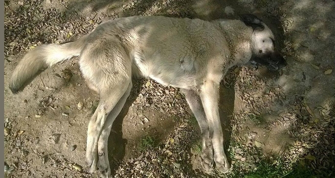 Elazığ'da hayvan katliamı