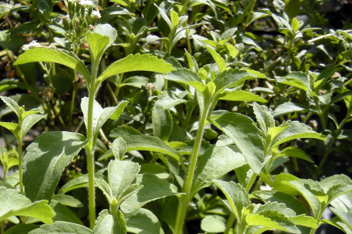 Rize şekeri diye tanıtılan Stevia rebaudiana filizleri.