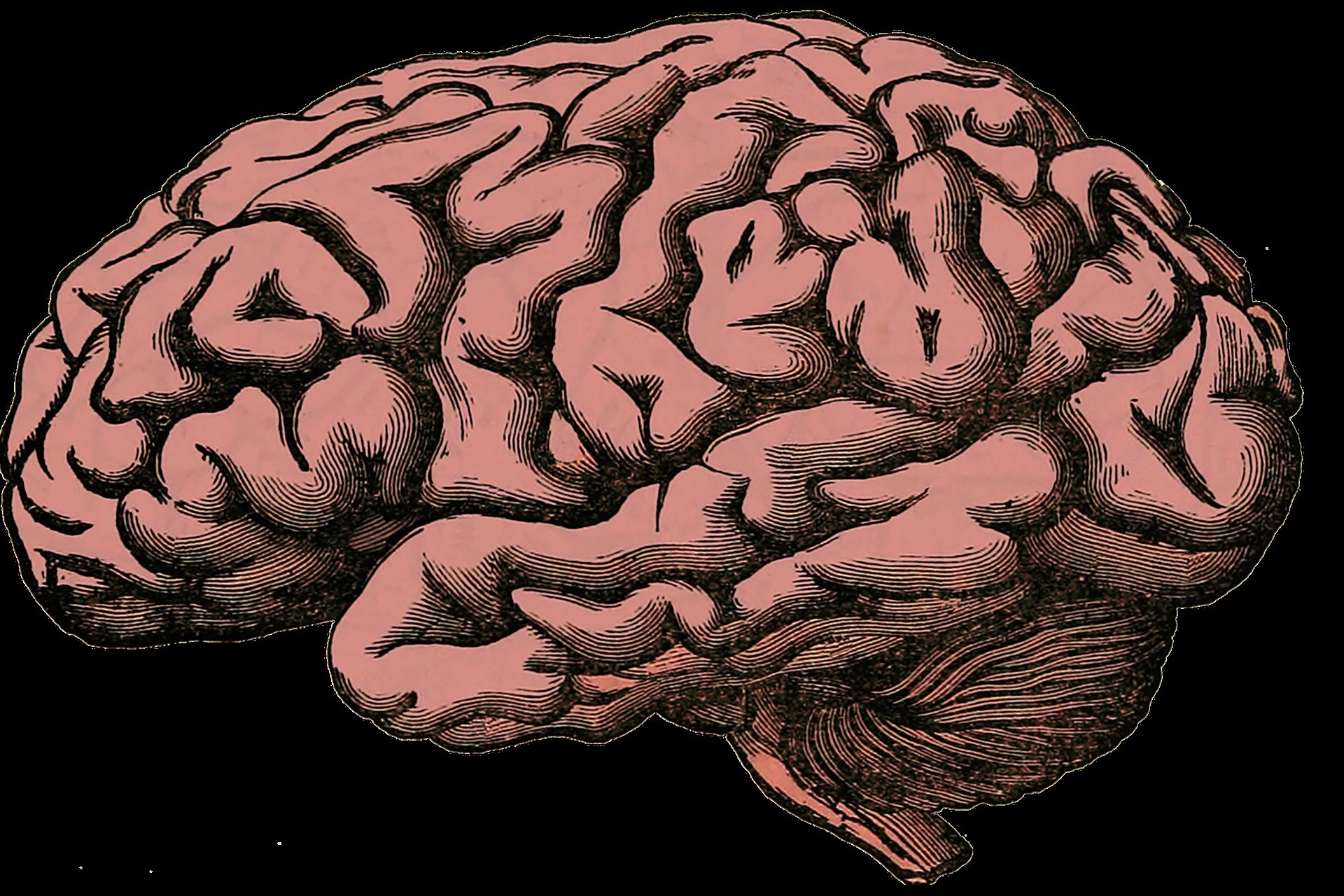 beyin çizimi 