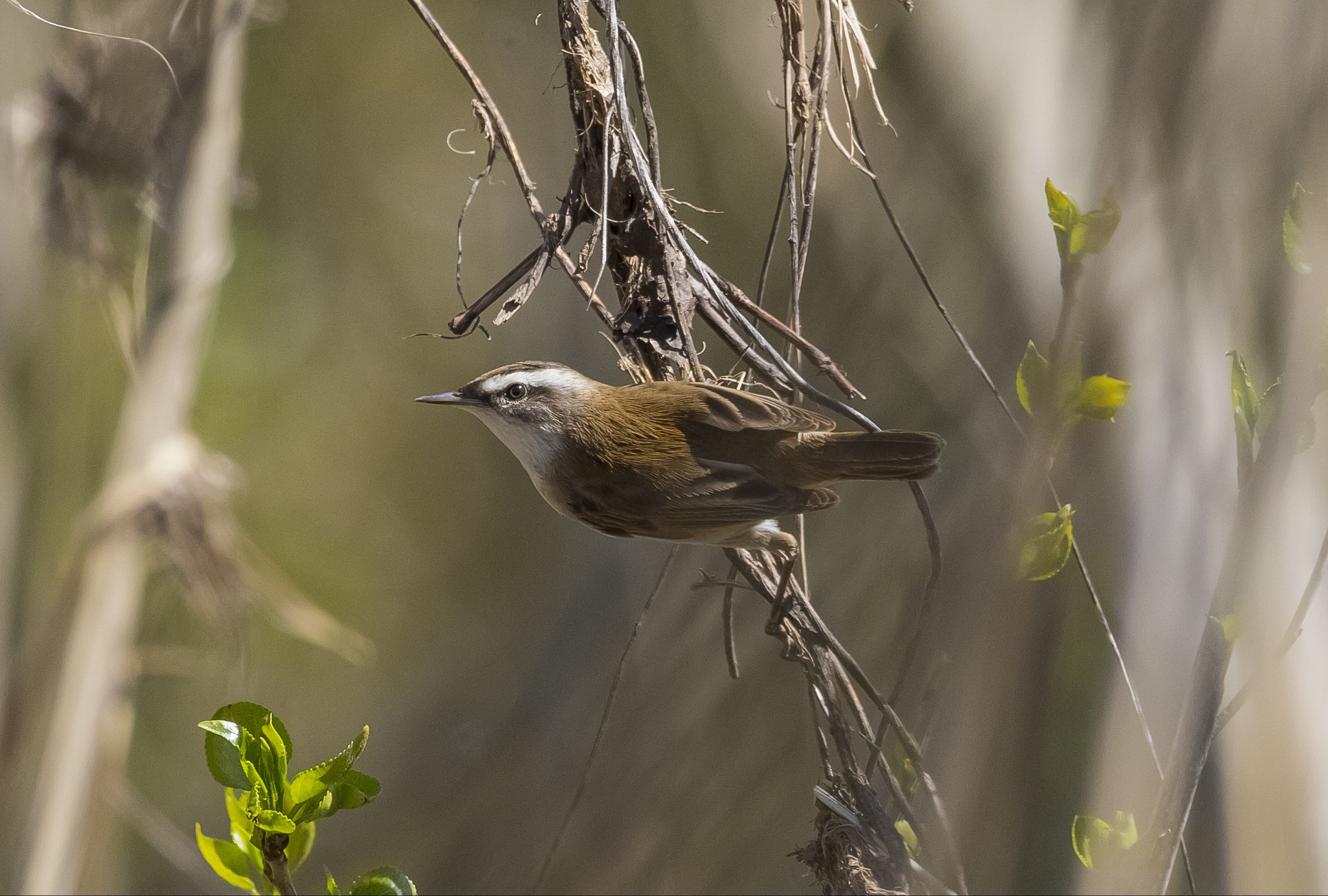 bıyıklı kamışçın (Acrocephalus melanopogon) kuşu