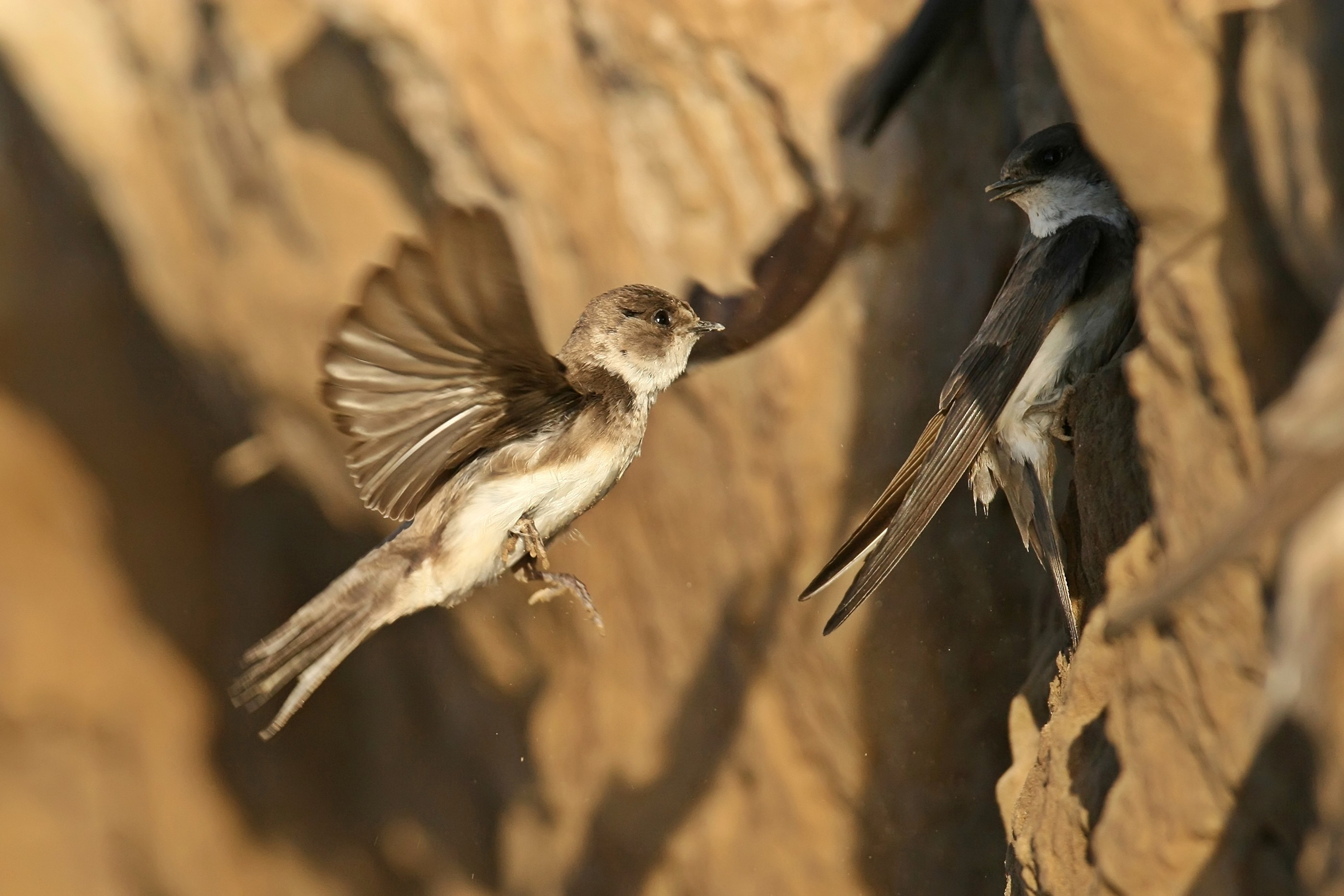 bıyıklı kamışçın (Acrocephalus melanopogon) kuşu