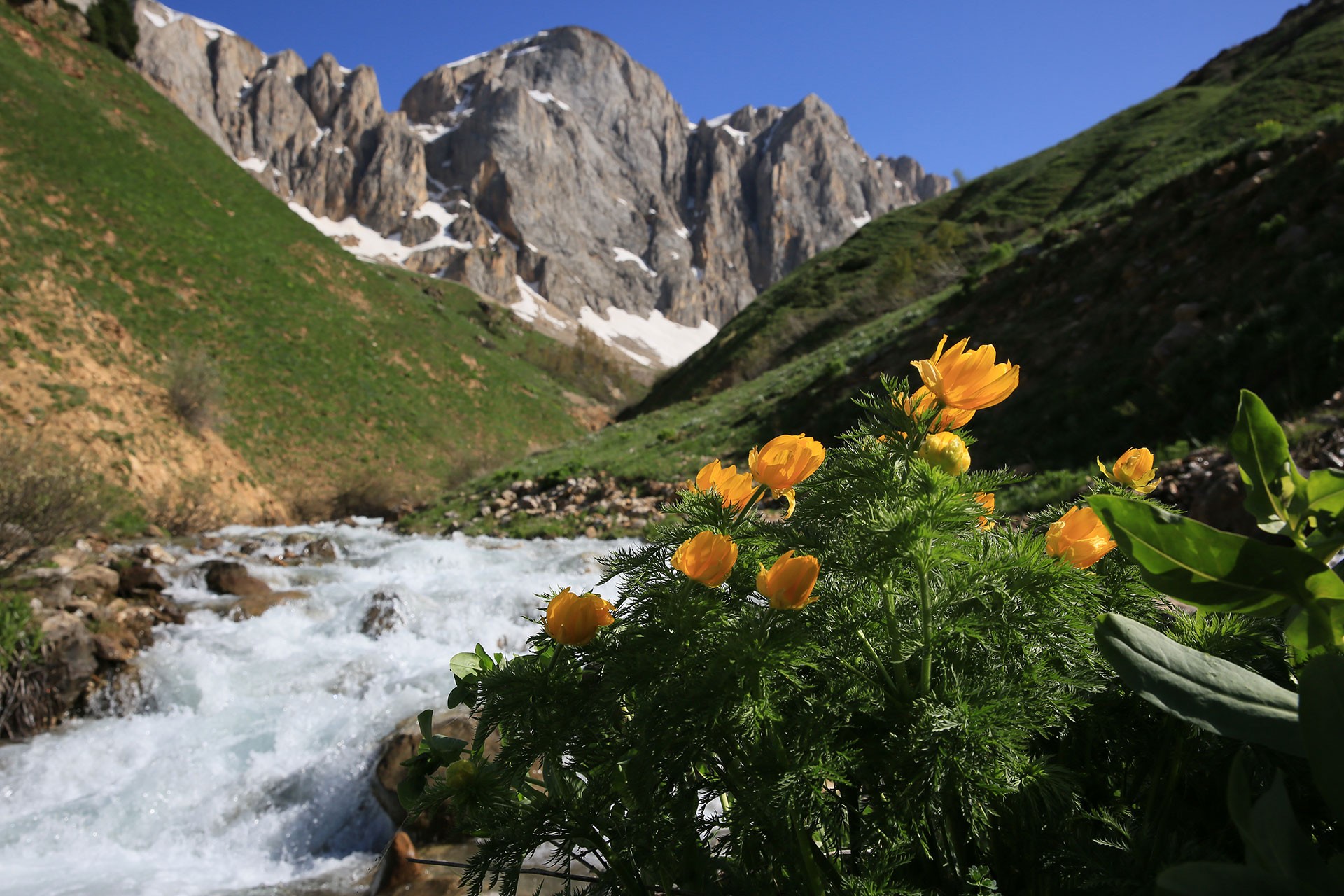 Dersim'de fotoğraflanan Sarı Dağ Gülü.