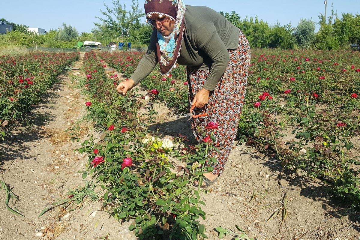 Gülleri budayan üretici.