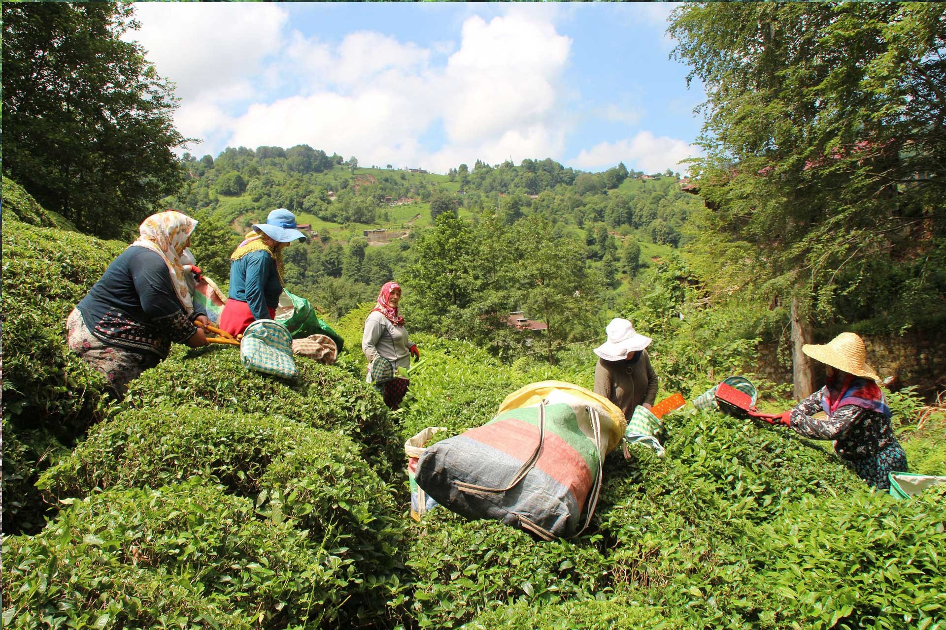 Rize'de çay hasadı yapan kadınlar