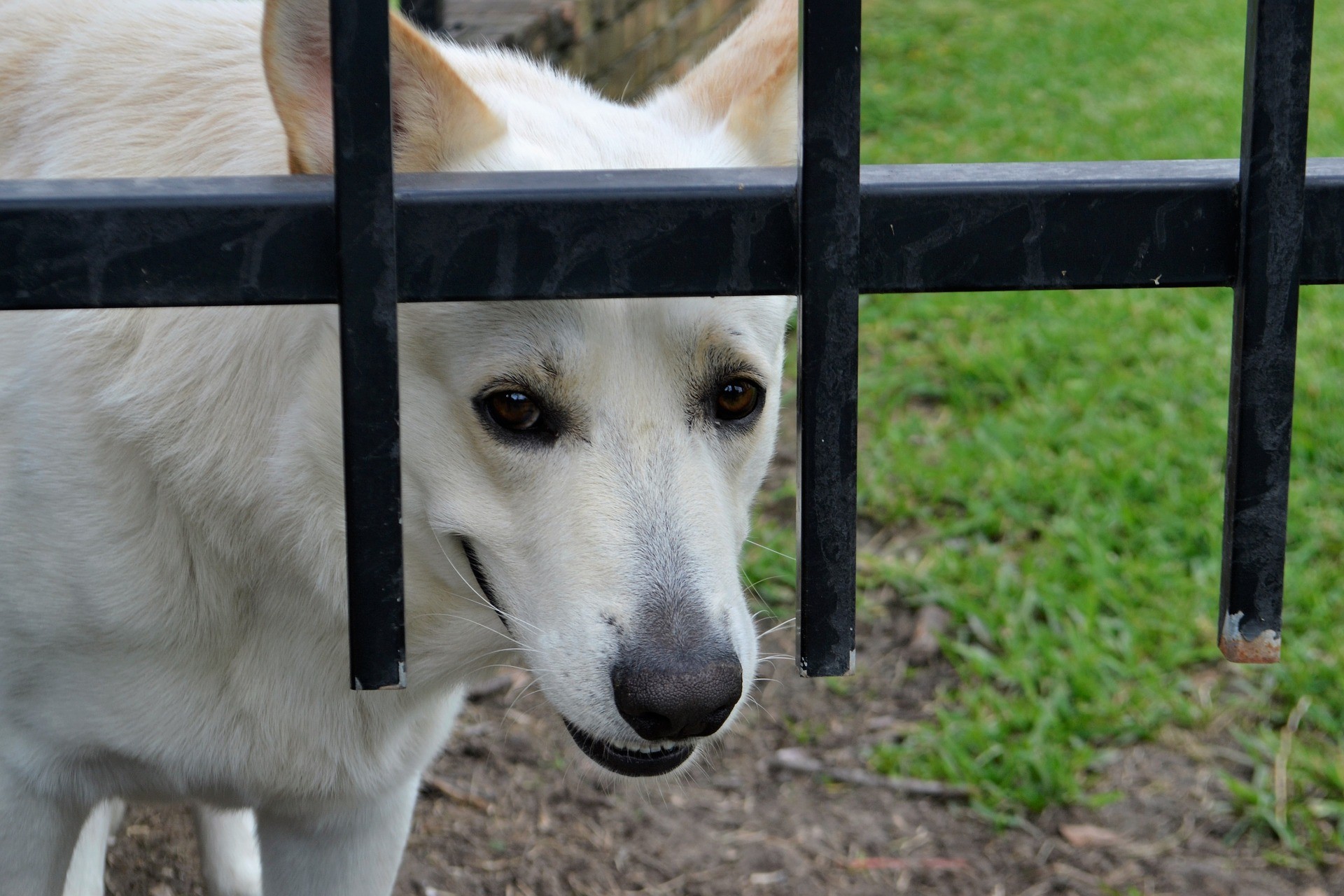 demirlerin arasından bakan köpek