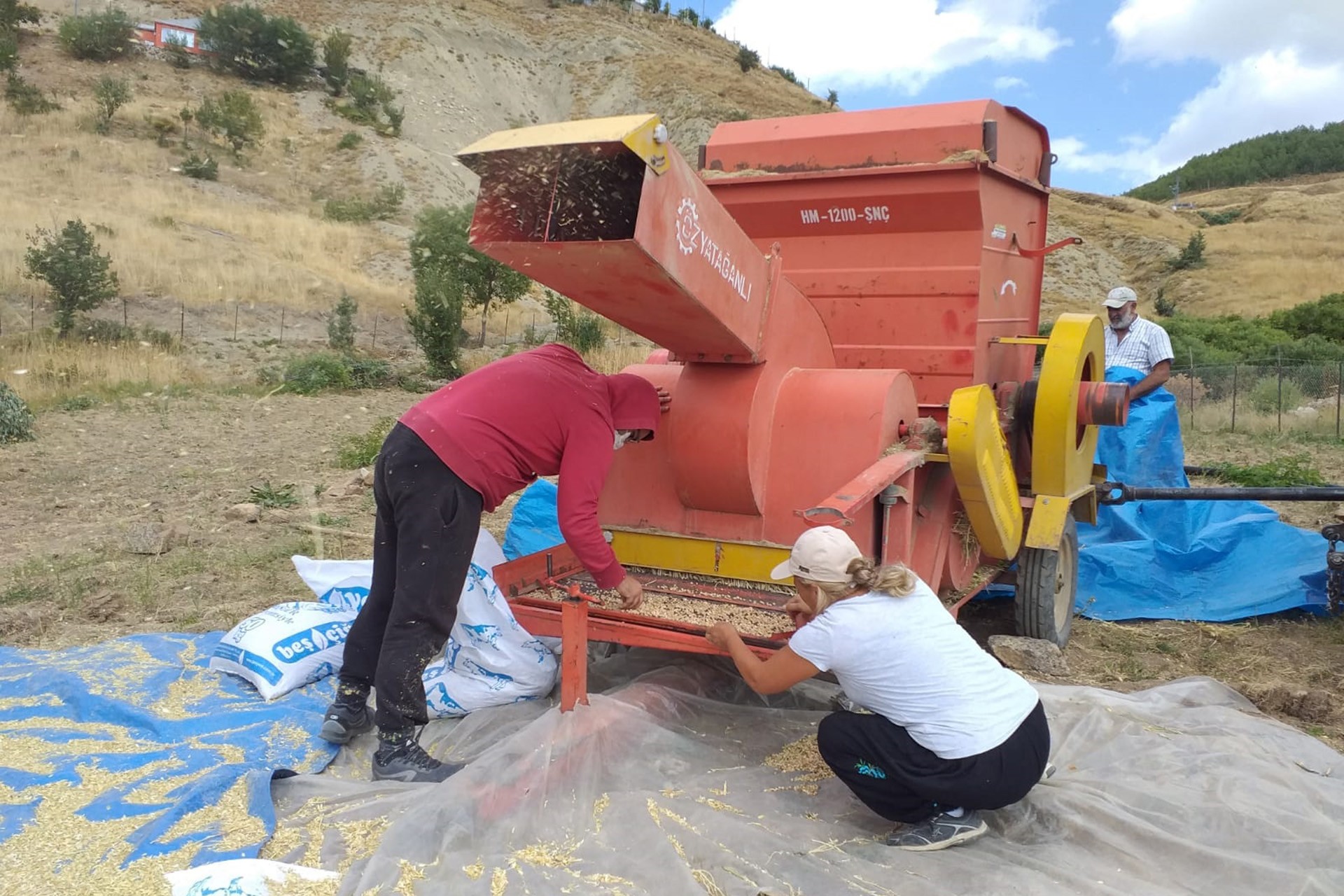 Bingöl'de ilk hasat alındı