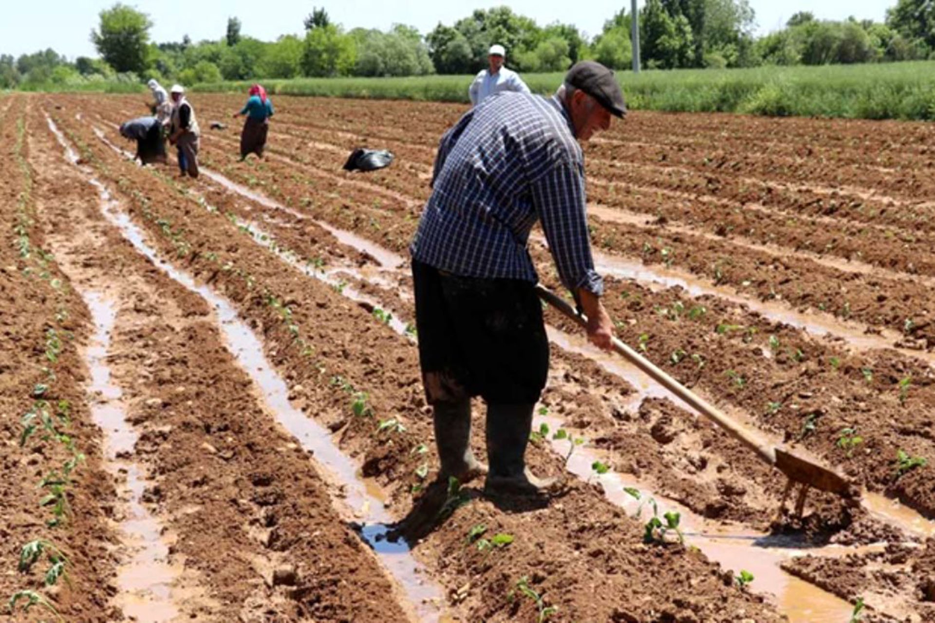 Tarlada çalışan üretici ve işçiler 