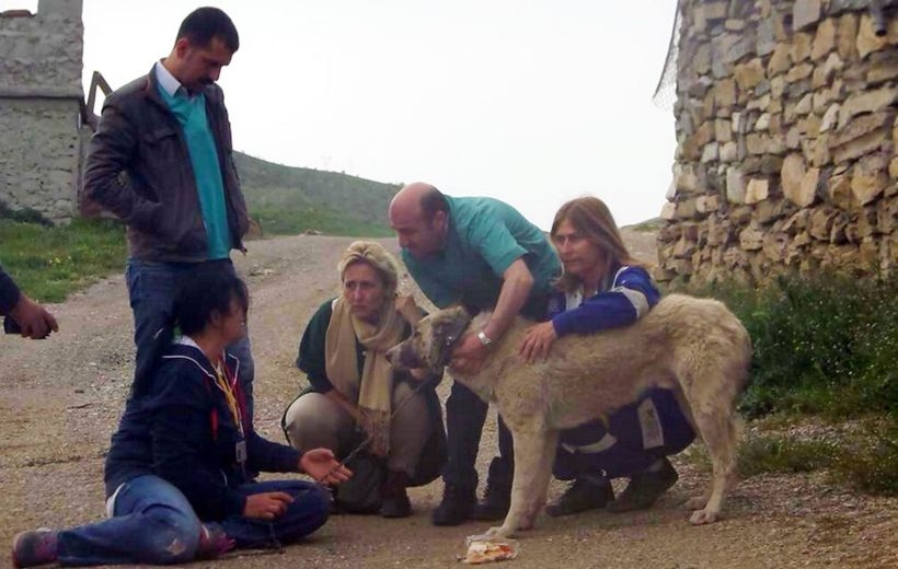 HAYTAP, Besta Taburu'nda işkence edilen köpek için bekliyor