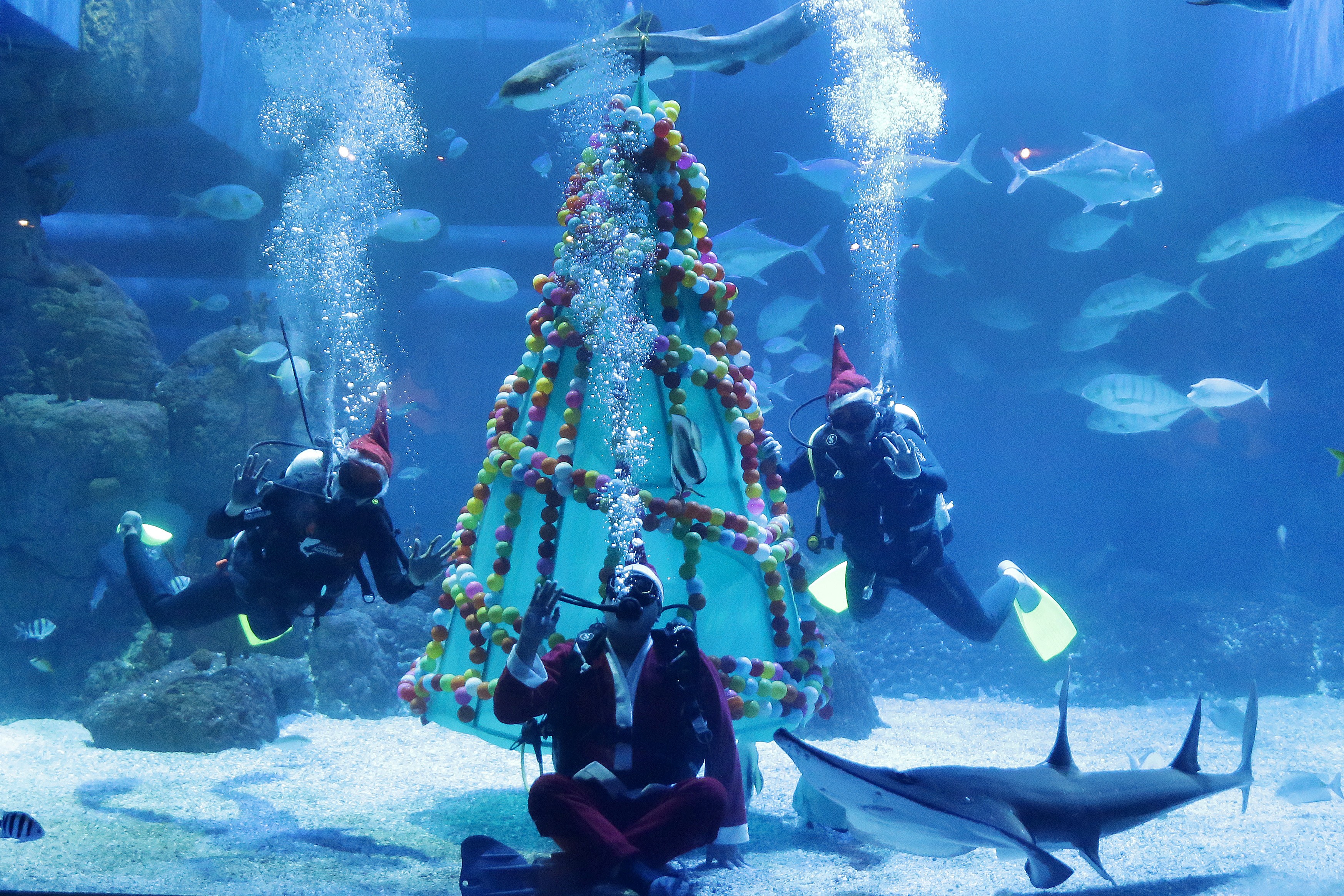 Endonezya’nın başkentinde yer alan Jakarta Aquarium’da Noel Baba kostümü giyen dalgıçlar, Noel ağaçları ile dekor edilen havuzlarda gösteri düzenledi.