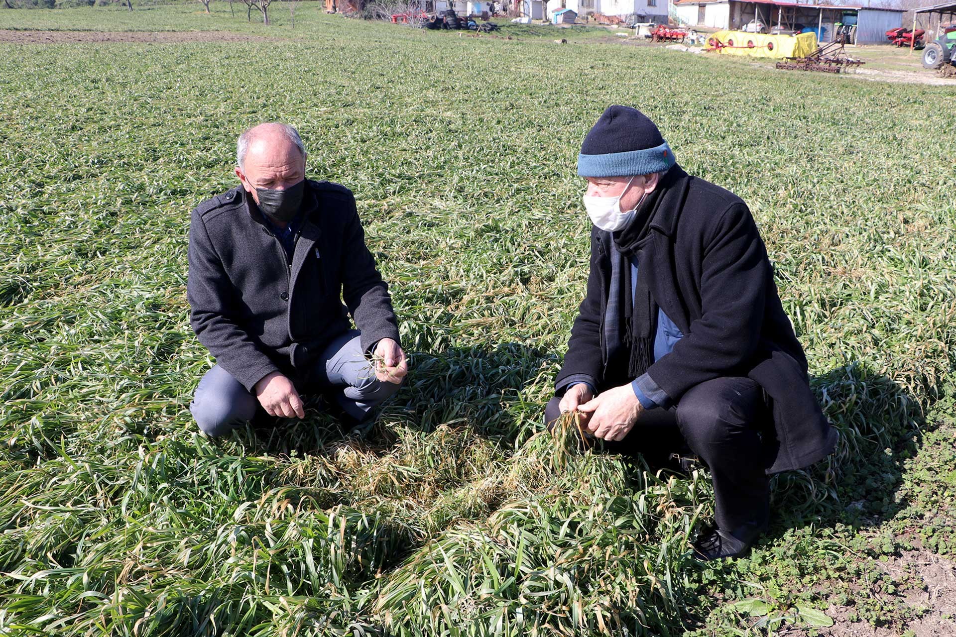 Buğday ve arpa tarlaları zirai dondan olumsuz etkilendi