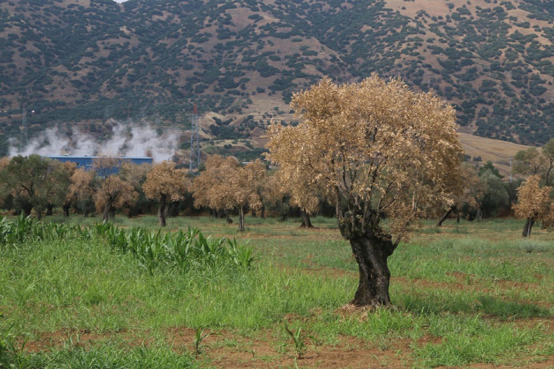 Aydın'daki JES'lerden birinin çevreye verdiği zarar