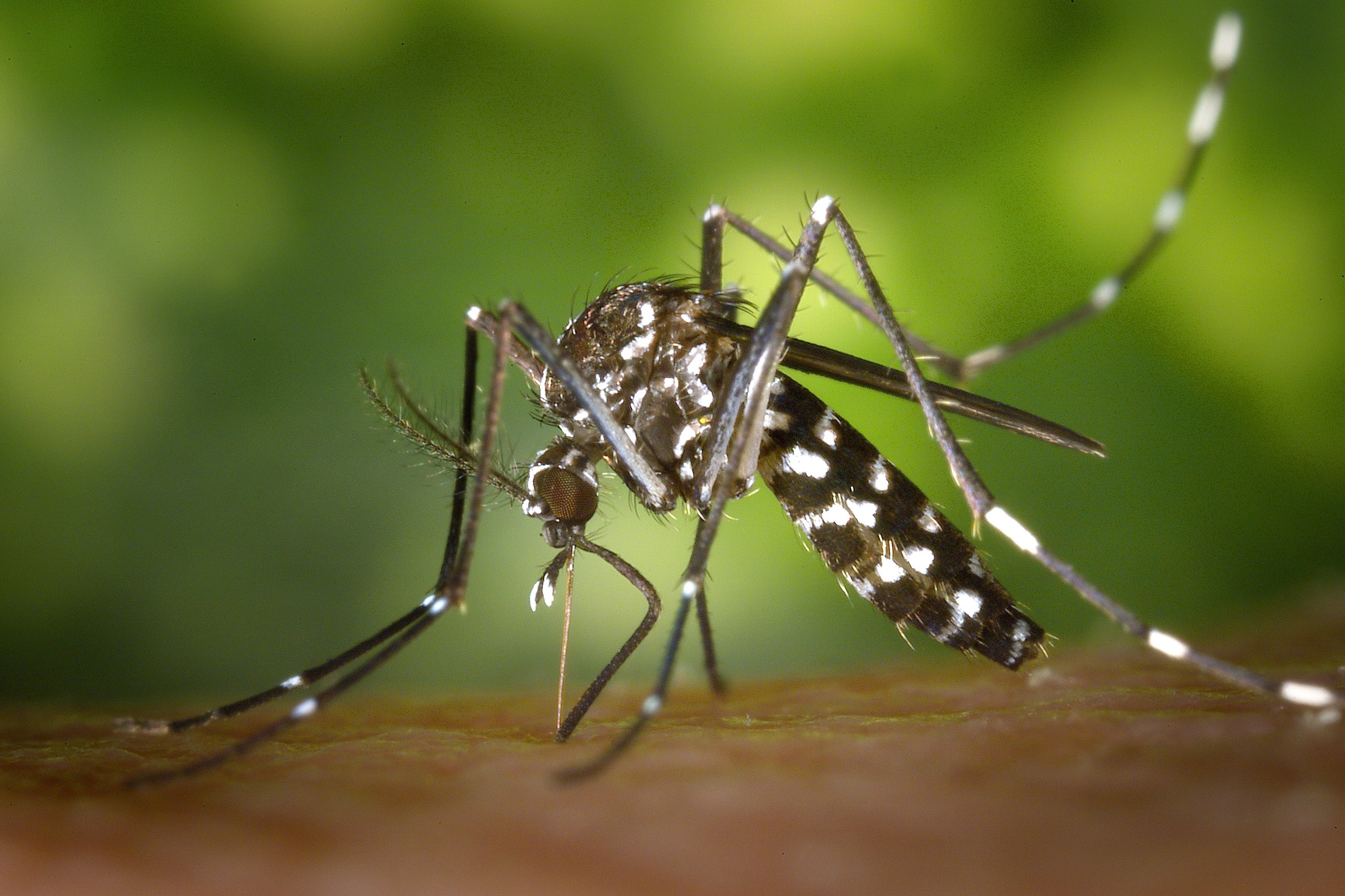 Bilimsel adı Aedes albopictus olan bir sivrisinek türü kan emerken