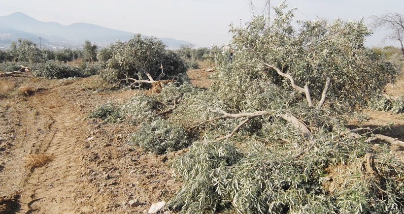 Kolin, Yırca’dan sonra bile termikten vazgeçmiyor