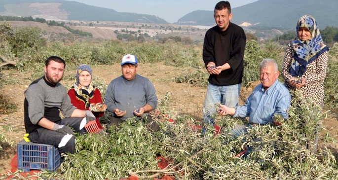 Zeytin