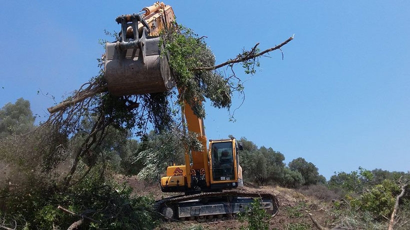 Yeni Foça'da zeytin ağaçları tahrip edildi