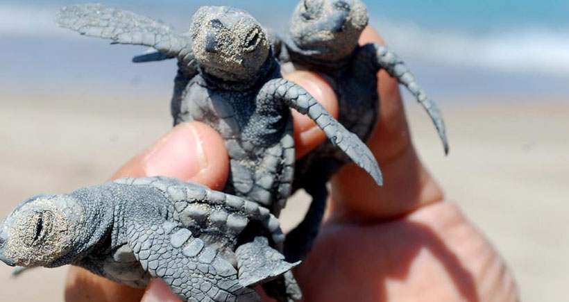 Caretta caretta’lar yumurtadan çıkıyor