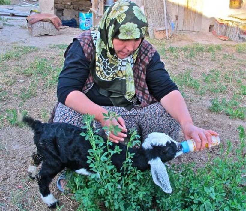 Sarıkeçililer: Göç yollarını birlikte yaşayalım