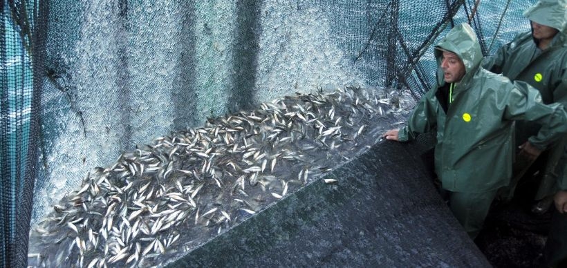 Karadeniz’de kirlilik balık neslini tüketiyor
