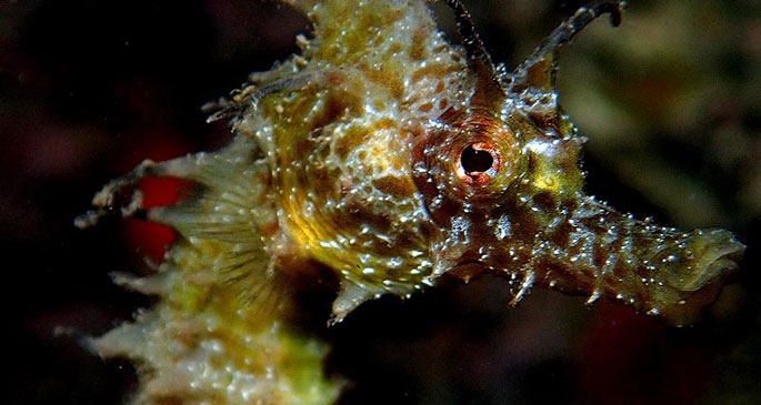 Kuşadası, denizatı görülen kıyılar haritasına girdi