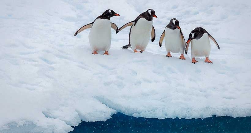 ‘Karda yürürken düşmemek için penguenler gibi hareket edin’