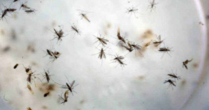 Zika vürüsü ‘Guillain-Barré Sendromu’na neden olabilir’