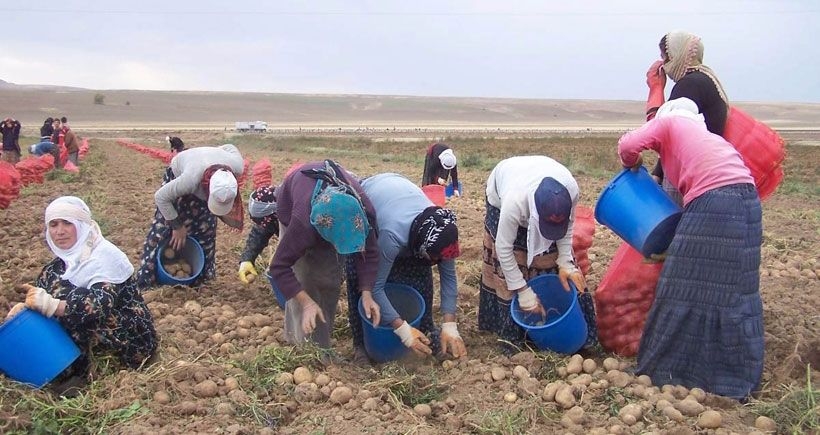 Mevsimlik tarım işçisi açlık sınırında