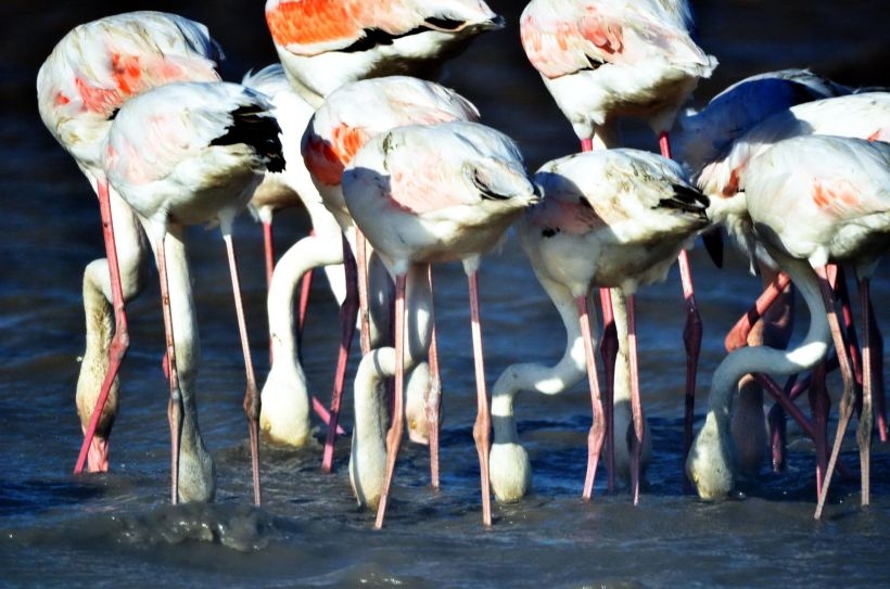 Flamingolar Bodrum'u sevdi